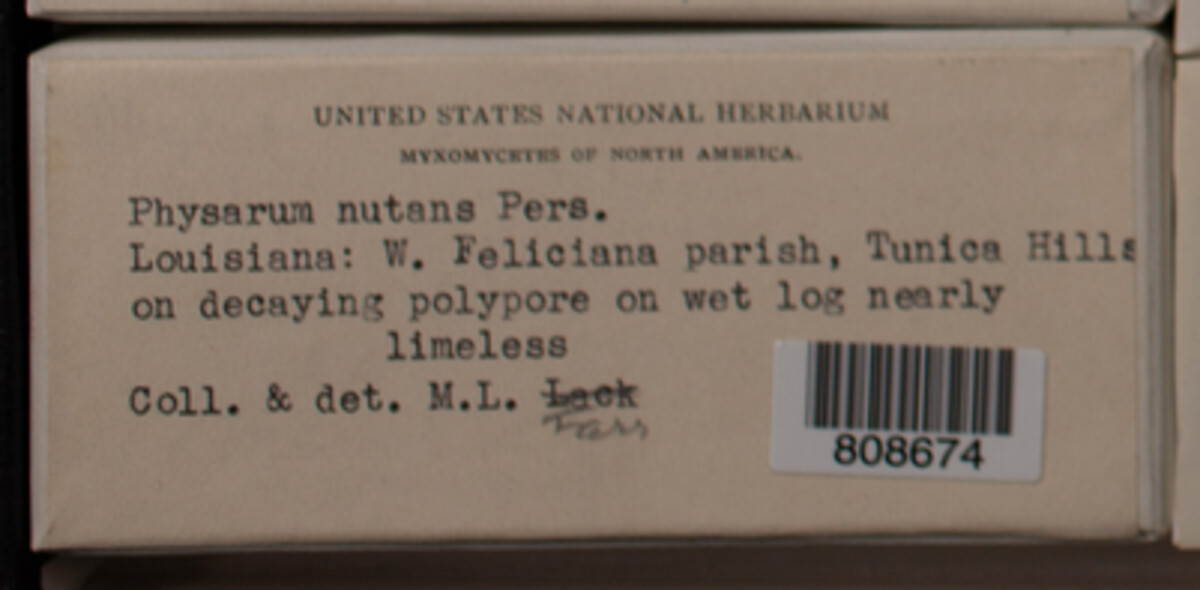 Physarum nutans image